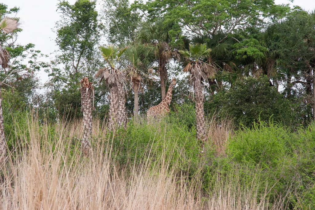 IMG_6716.jpg - There's a reticulated giraffe up the hill.